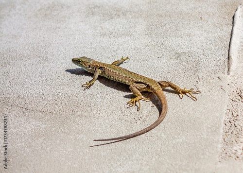 lizard on the stone
