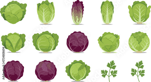 Assortment of Fresh Green and Red Cabbage Varieties and Parsley green cabbage purple cabbage