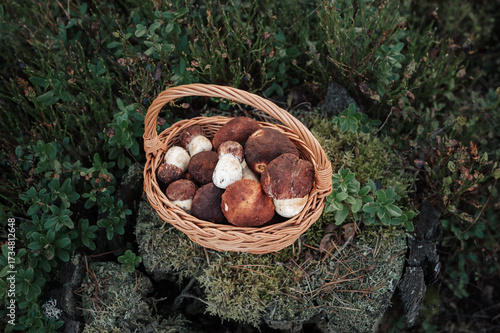 Fresh Pine Boletes (Boletus Pinophilus) in Wicker Basket on Forest Floor