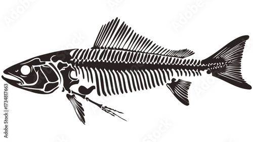 Detailed black and white illustration of a fish skeleton, showcasing aquatic animal anatomy and bone structure for scientific or educational design.