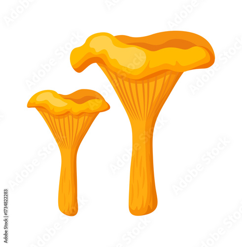 Orange chanterelle mushrooms in cartoon style. Vector illustration of edible healthy chanterelles with caps of different shapes, legs with folds, isolated on white background.