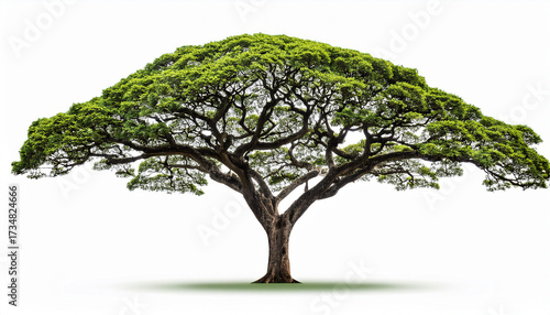 Rain Tree Isolated On White Background Tropical Tree