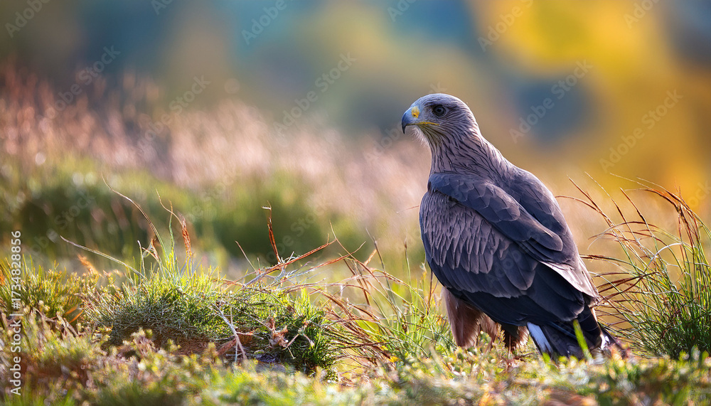 Fototapeta premium Black Kite Milvus Migrans