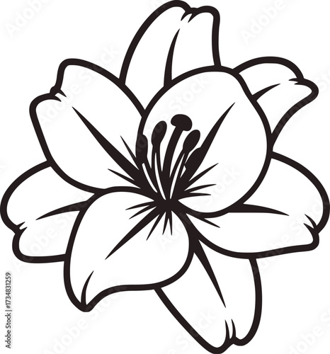 Black and white stylized lily flower illustration bloom petals