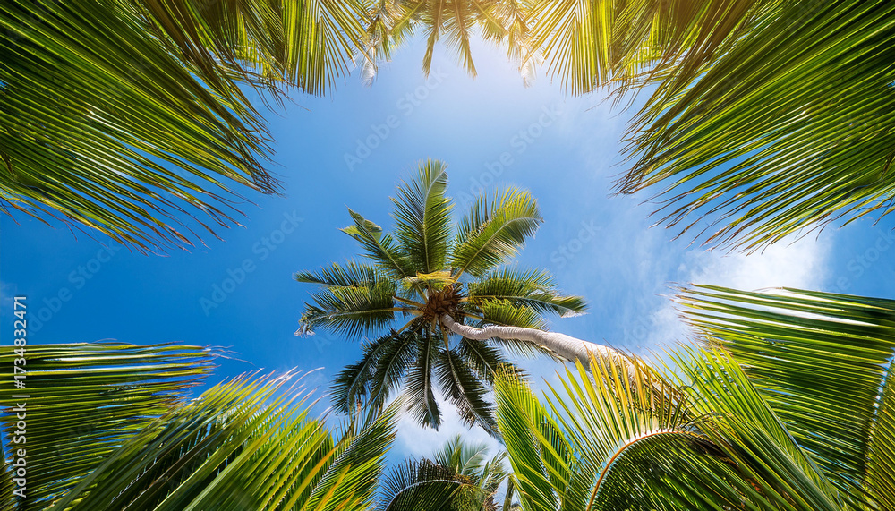 Fototapeta premium Tropical Palm Trees From Below With Blue Sky