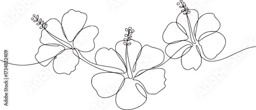 Three delicate hibiscus flowers drawn with a single continuous line floral single line drawing