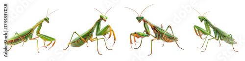 Intriguing praying mantis collection, captivating insect poses from unique angles, perfect for nature studies and educational projects, originally a scalable vector graphic