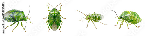 Green Jewel Bugs Showcase Vibrant Natural Beauty, Perfect for Educational Materials and Insect Studies, Emphasizing Nature's Wonders and Biodiversity