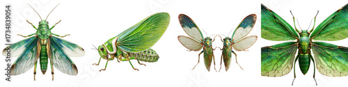 Discover the vibrant beauty of these green grasshoppers, perfect for educational materials, nature documentaries, and insect-themed projects emphasizing biodiversity and wildlife