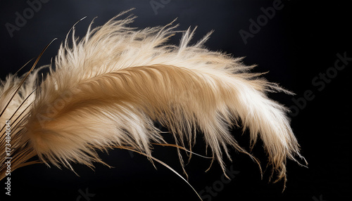 Delicate Pampas Grass Plume With Feathery Texture Against A Stark Black Background