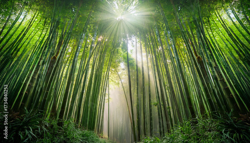 Sunbeams Filtering Through A Dense Bamboo Forest With Misty Atmosphere Nature Green