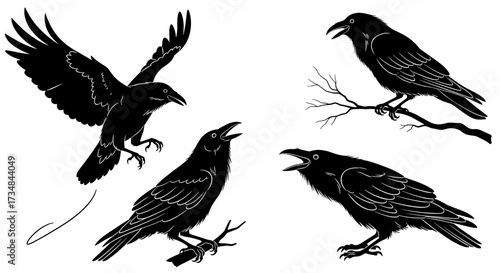  Soaring Ravens in Flight