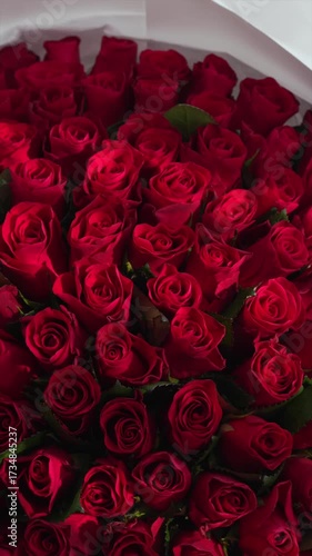 Red roses in the afternoon sun.
A large bouquet of 101 roses in a vaulted vase.
Valentine's Day and romantic sitting.
Roses, bouquet, large, red