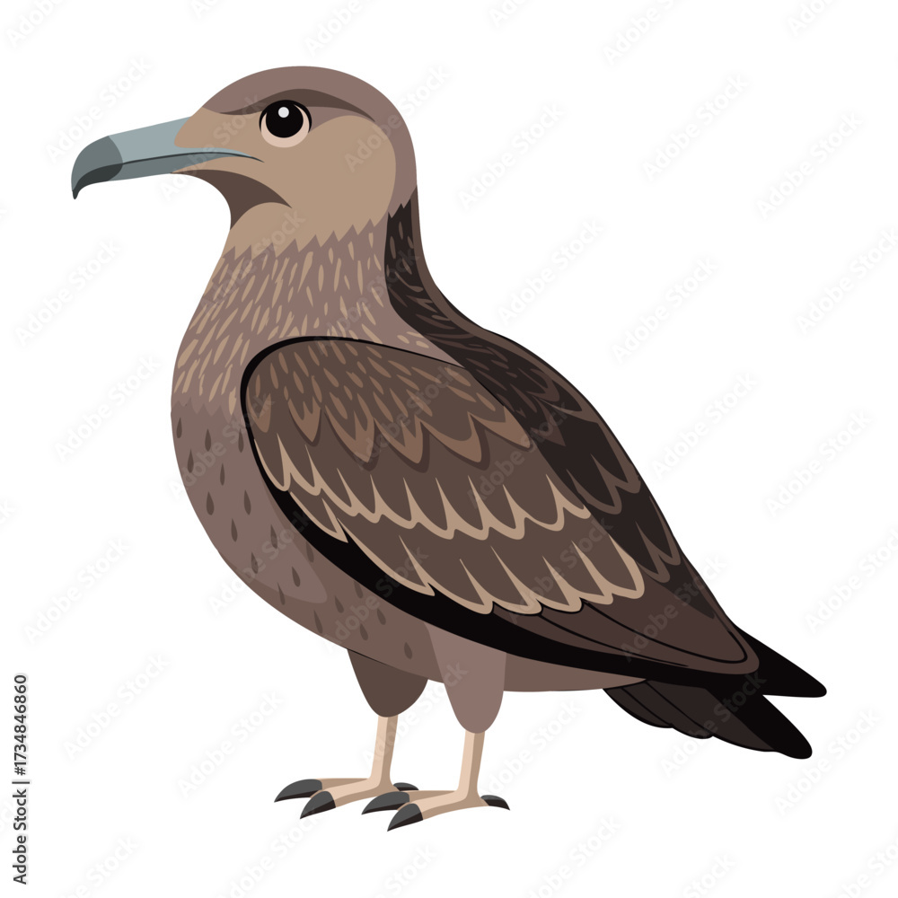 Fototapeta premium Great skua bird. Skua seabird isolated on white background. Fauna. Illustration.