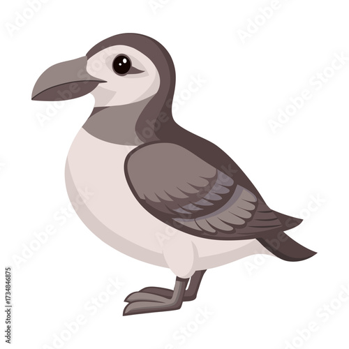 Seabird petrel. Petrel bird isolated on white background. Fauna. Illustration.