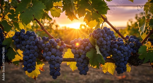 Grape vines with ripe fruit at sunset in vineyard landscape