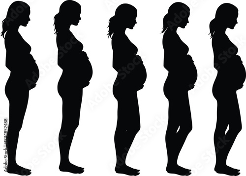 Pregnancy silhouette, stages of pregnancy, pregnant woman, maternity illustration, motherhood concept, fetal growth, expecting mother, health, family, lifestyle, medical, development
