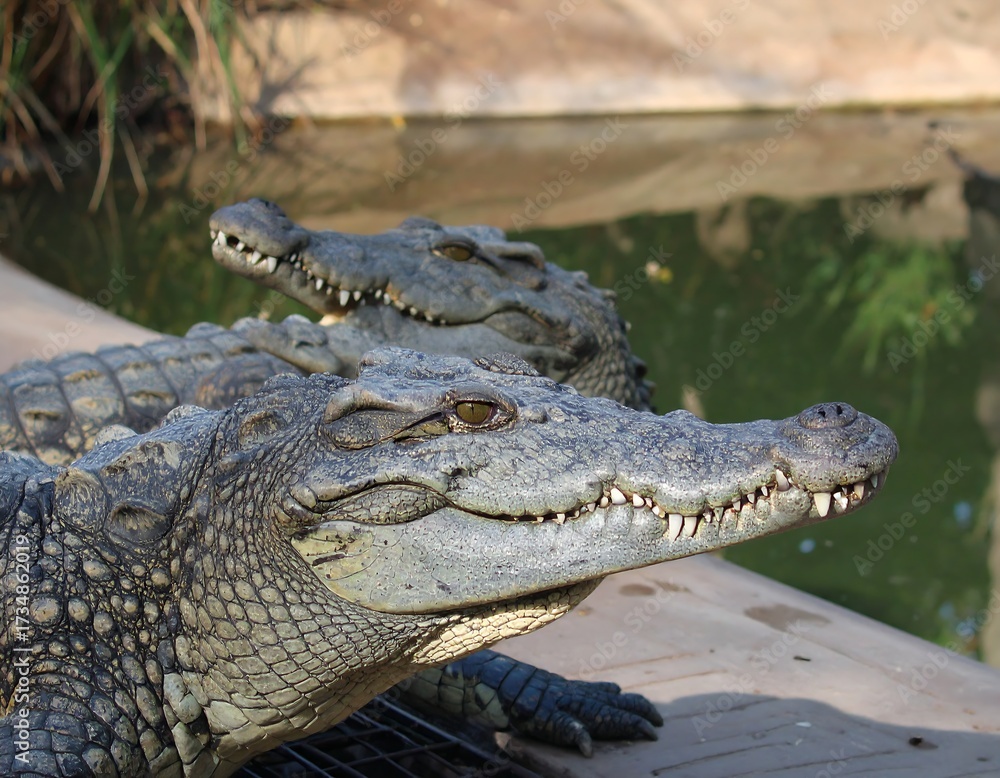 Obraz premium Two crocodiles close up by water