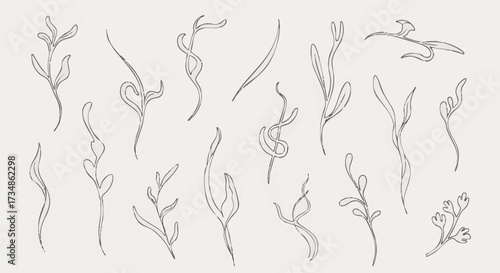 Minimalist line art of various seaweed and aquatic plant illustrations on a clean background