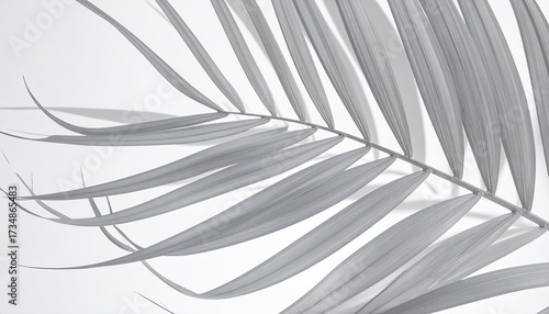 Palm frond on white background for wallpaper, print, or advertising. Monochrome