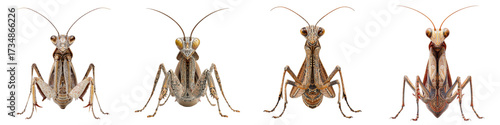 Intricate close-up of praying mantis nymphs in various stages of development, perfect for educational materials or nature documentaries showcasing insect life cycles