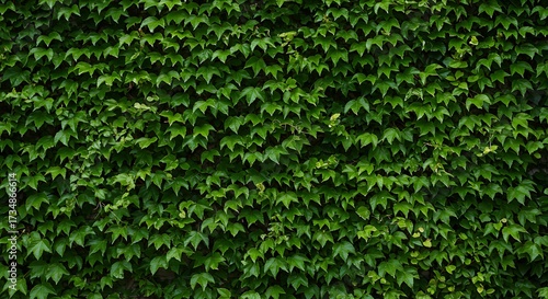 Green foliage wall background dense natural leaves texture