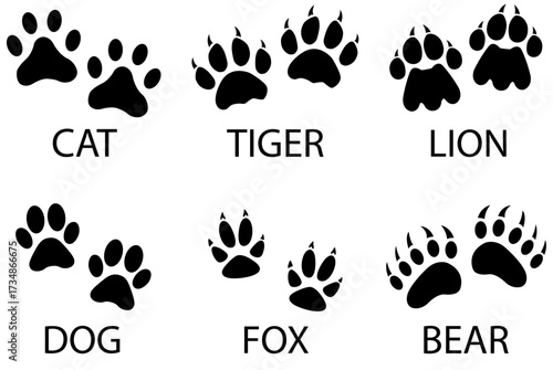 set of animal paw print Vector illustration of various animal paw print silhouettes cat tiger lion dog fox bear isolated on white background educational design