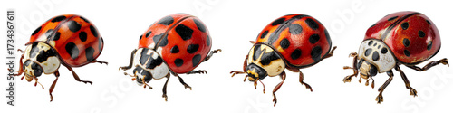 Four vibrant ladybugs in a row, showcasing nature's beauty and delicate detail, perfect for spring themes, garden projects, and children's illustrations, originally a vector