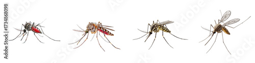 Mosquitoes showing different species for pest control education, insect repellent advertising and public health awareness campaigns, vector graphics origin