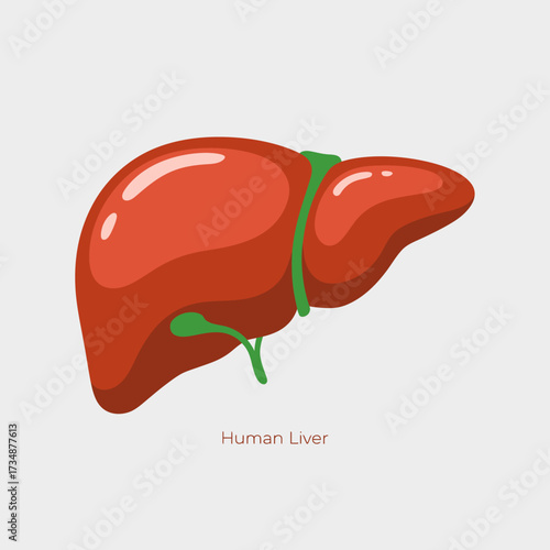 This image presents a detailed and vibrant illustration of a human liver, showcasing its anatomical structure and importance in human biology and health.