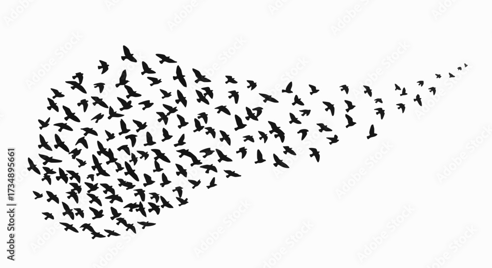 Obraz premium A dynamic flock of black bird silhouettes flying together in a sweeping, flowing motion against a clean white background