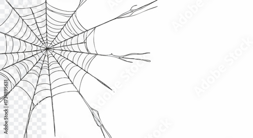 A delicate, hand-drawn spider web with a transparent background, perfect for Halloween or natural designs