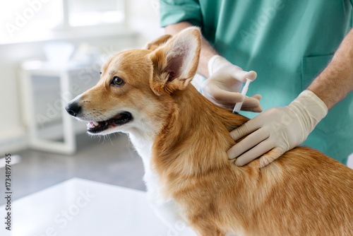 Принти на полотні Pembroke Welsh Corgi dog receiving vaccination during checkup in vet clinic, sit