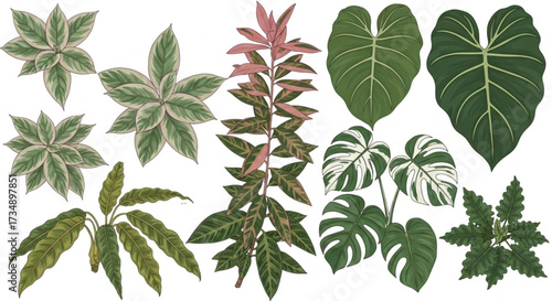 Plant Leaves, Nature, Illustration, Close-Up, Artistic Display