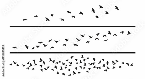 Vector graphic of black bird silhouettes in flight