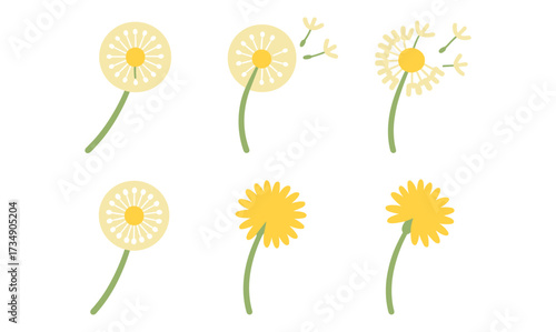 Flat dandelion icons: growth to seed dispersal stages in minimalist style