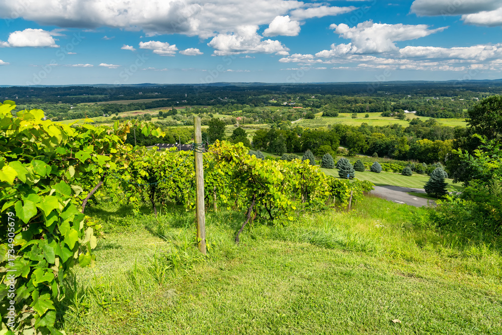 Naklejka premium Peaceful Rural Winery View with Rows of Grapevines and Scenic Horizon, USA