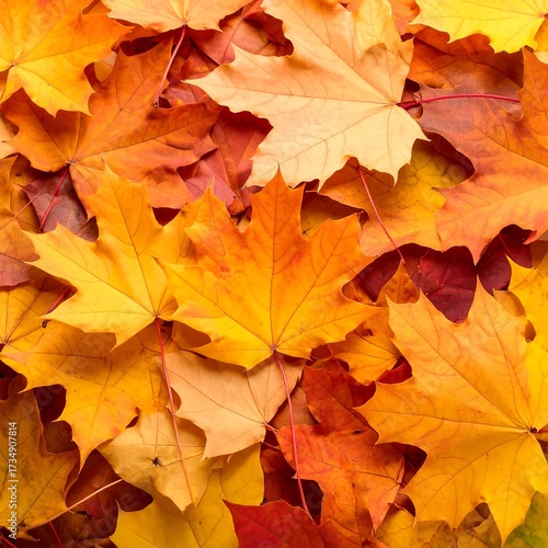 Wallpaper Mural Vibrant autumn leaves (2) Torontodigital.ca