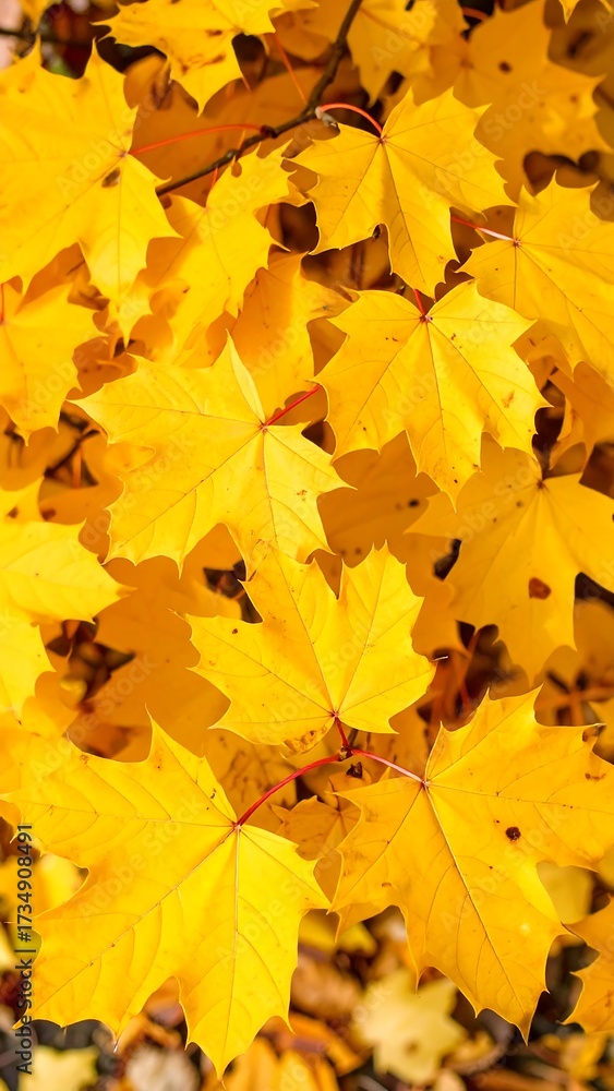 Fototapeta premium Vibrant autumn leaves (5)