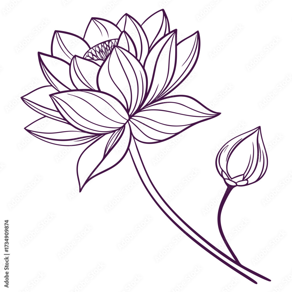 Fototapeta premium Elegant purple outline drawing of a blooming lotus flower with a closed bud on a white background