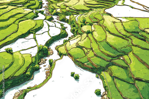 Aerial View of Rice Field with Water Channels aerial view isolated