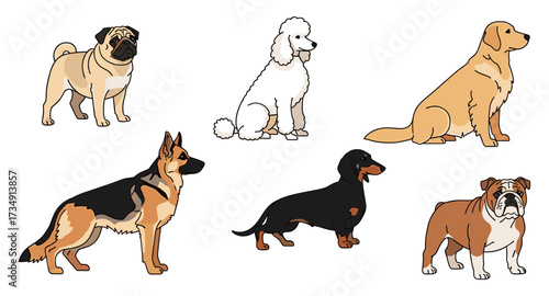 Vector illustration collection of popular dog breeds like pug, poodle, retriever, and shepherd svg
