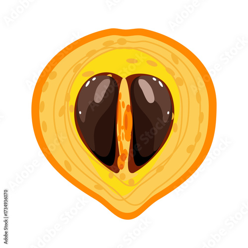 Canistel slice is a egg fruit sweet tropical plant vector illustration 