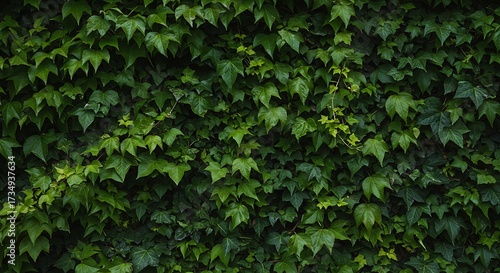 Dense green ivy leaves creating natural wall texture background