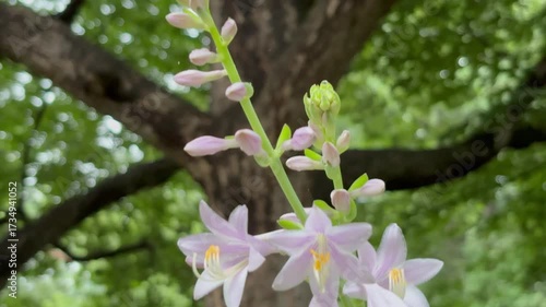 Tilt-up shot from rain-soaked hostas to the large tree