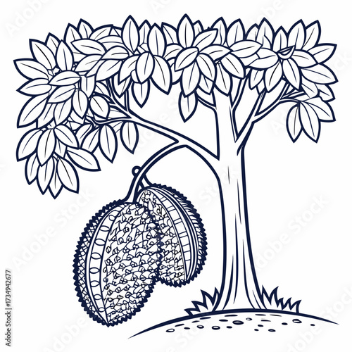 A simple line art illustration of a durian tree with two large spiky durian fruits hanging from its branches showcasing its distinctive texture and shape