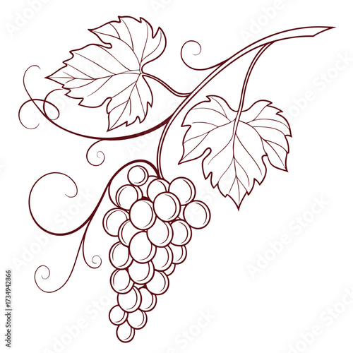 Elegant outline of a grape vine with a cluster of ripe grapes and detailed leaves adorned with decorative swirling tendrils on a clean white background