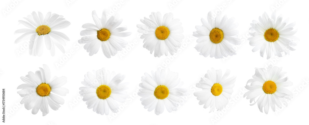 Fototapeta premium Chamomile or daisy flowers isolated on white, set