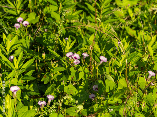 Wallpaper Mural 野原に咲くマメアサガオ Torontodigital.ca