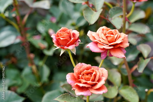 深い緑の背景の中でアプリコットオレンジ色のバラが三輪美しく咲いている様子をクローズアップで捉えた写真です